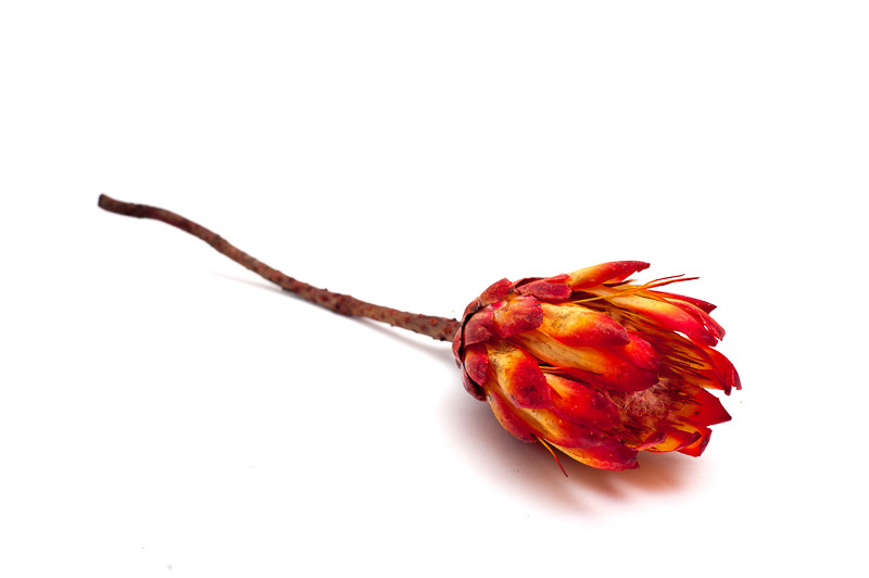 Protea  Repens Red, 10 ks